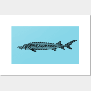 Common Sturgeon fish drawing on light colors Posters and Art